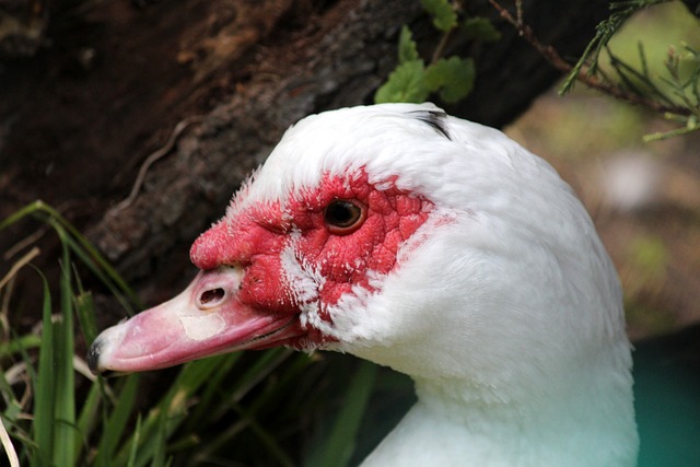 拜仁VS沃 拜仁VS沃